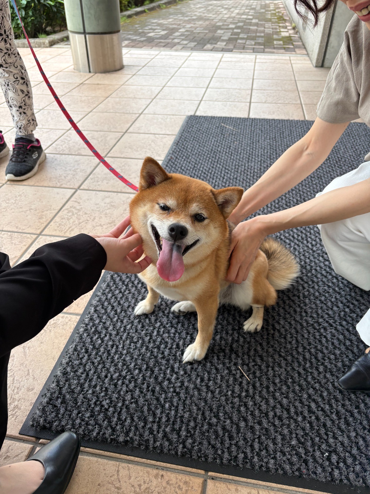 00e01926c0111fafac82371fc4d83c1a-1785455933.jpeg