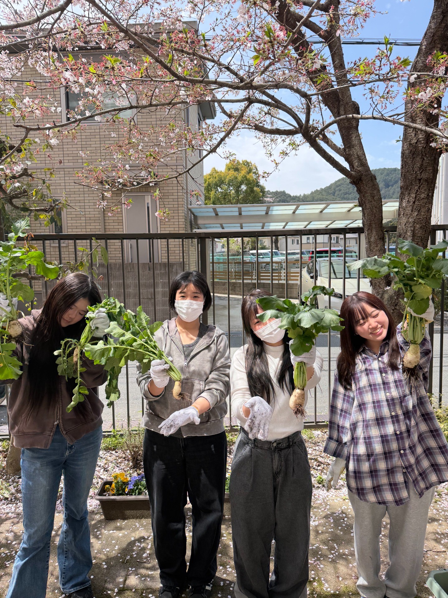 「大根育ちました」