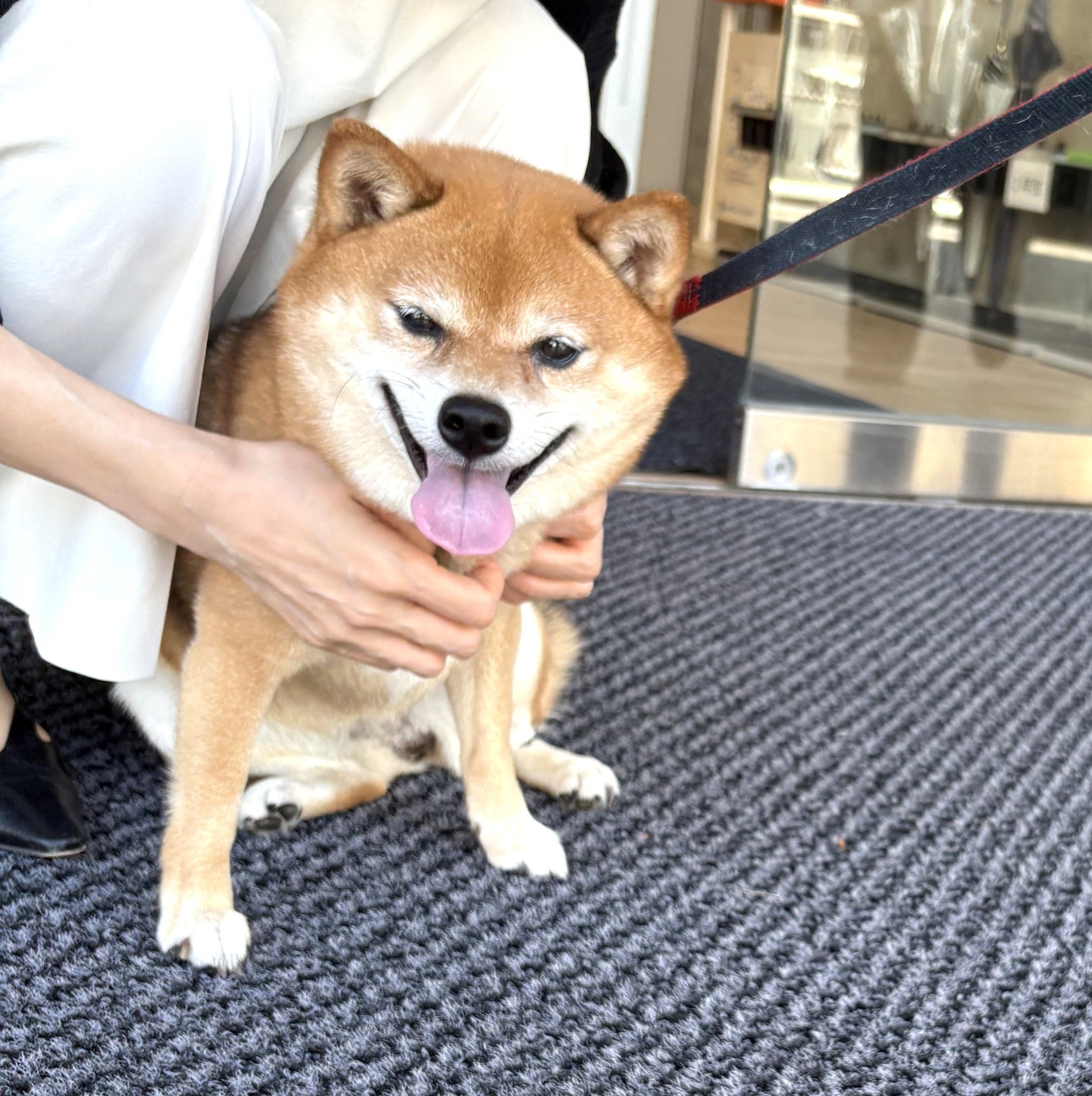 「豆柴ハナちゃん」
